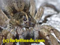 /home//u458753944/public_html/sourcegallery//Insects and small critters/spiders and kin (Arachnida)/P4280740.JPG